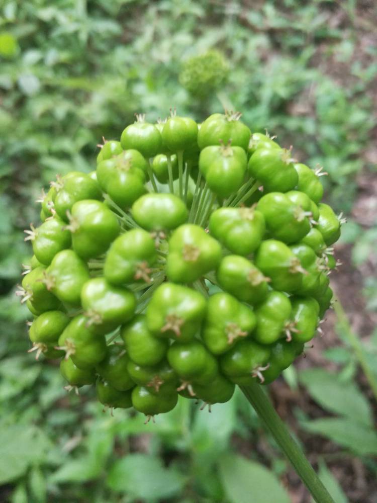 江西鹰潭贵溪竹节参价格市场重楼三七种植方法药材种苗公司
