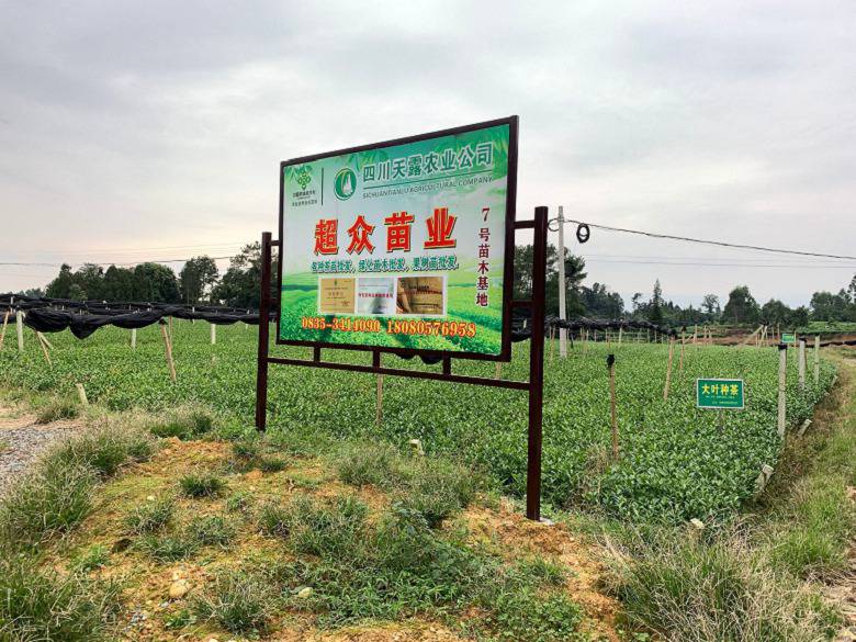 宜昌市茶叶苗基地价格便宜-川茶2号茶苗、茶叶苗基地