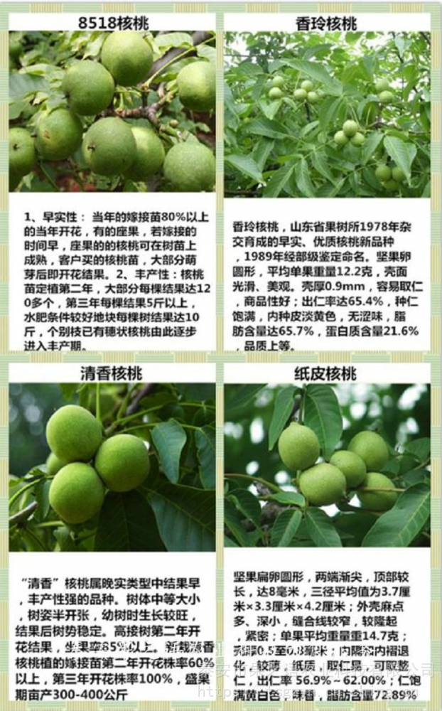 早实核桃树苗批发、早实核桃树苗种植技术