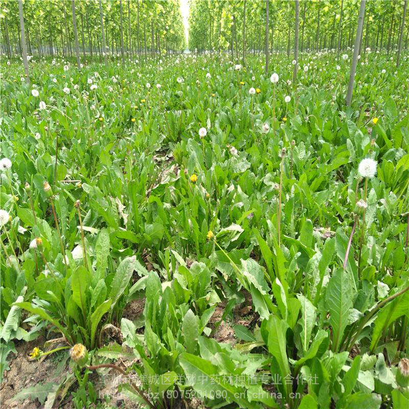 餐飲生鮮 農作物種子,種苗 藥材種子,種苗 蒲公英種子 2018發芽率***