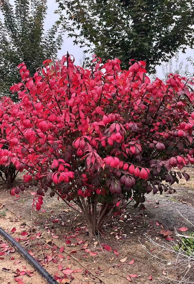 火焰卫矛 红火卫矛 叶色鲜红 耐寒品种 泰安苗圃供应