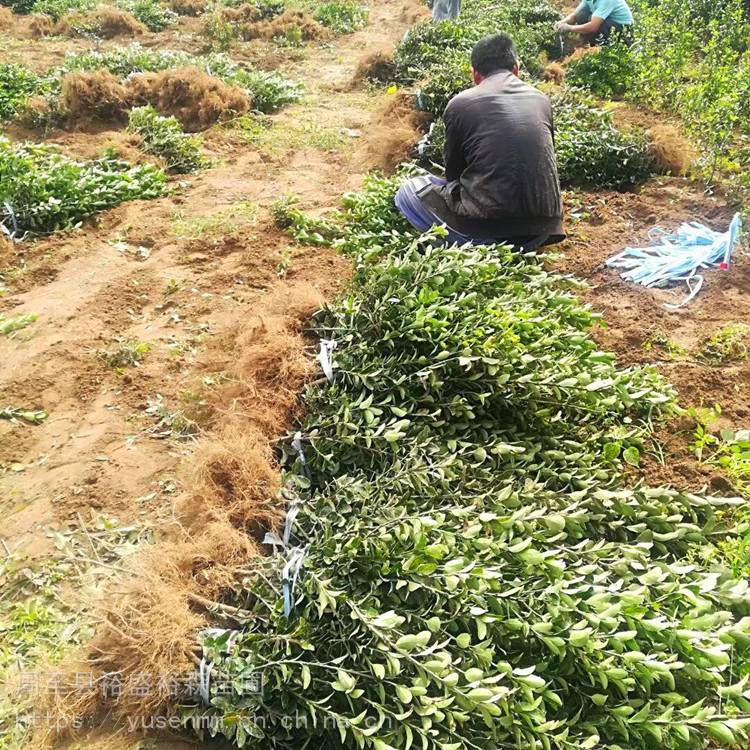 绿化苗木冬青绿化苗木种植挖苗配送