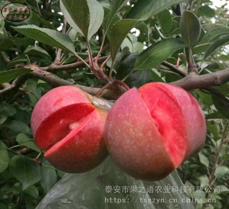 高钙苹果树苗报价、高钙苹果树苗良好的育苗技术