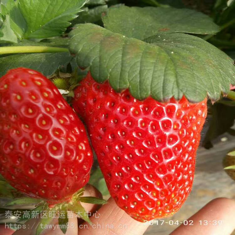 铜仁市都喜欢草莓苗草莓苗厂家介绍