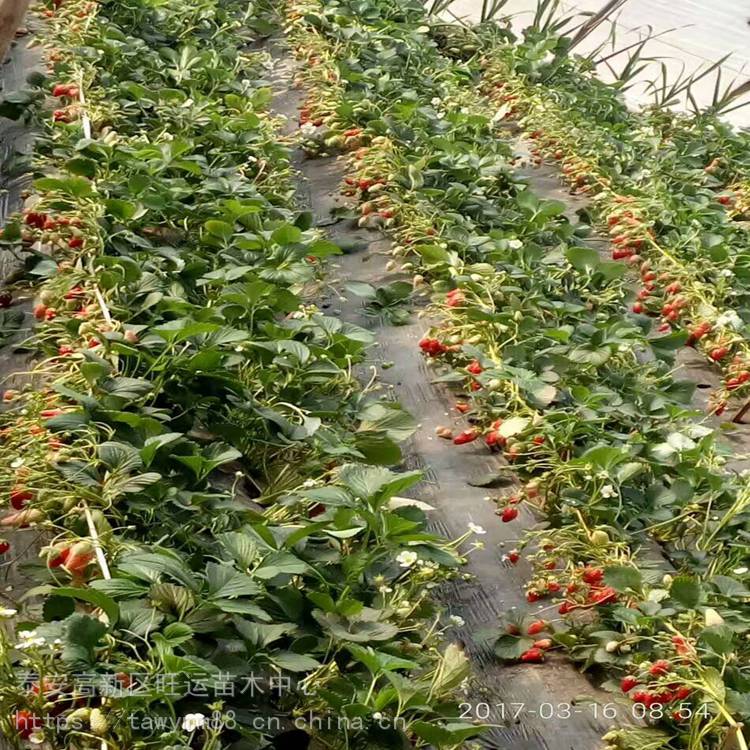 吉林市草莓苗匍匐茎草莓苗价格基地供应