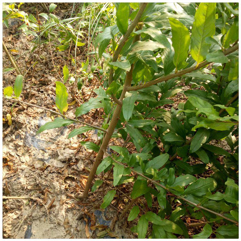 现货批发大青皮石榴苗 大青皮石榴树苗 小苗 酸石榴苗