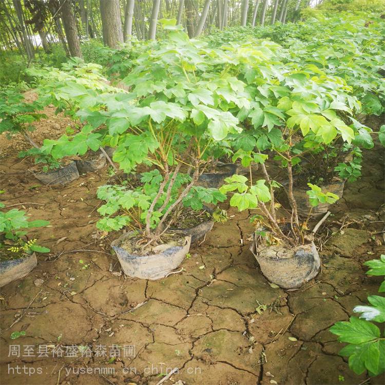 花都3号红牡丹春秋栽植绿化苗木桃花牡丹苗品种