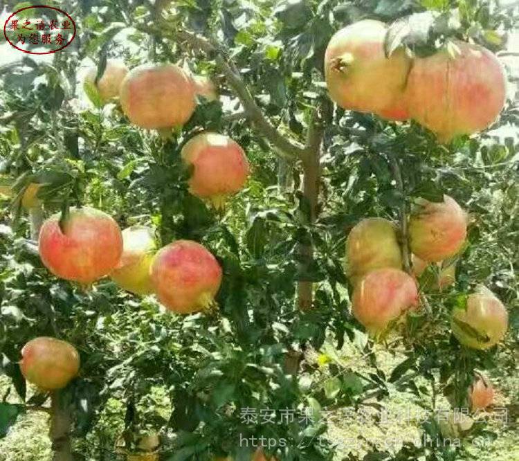 红如意软籽石榴品种、红如意软籽石榴量大从优