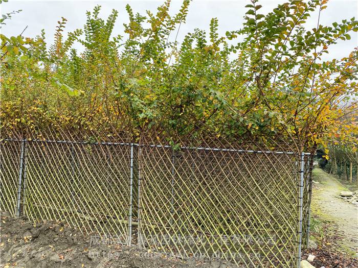 容器苗紫薇篱笆墙,高度15米的紫薇栅栏,成都芊木景观园林出售