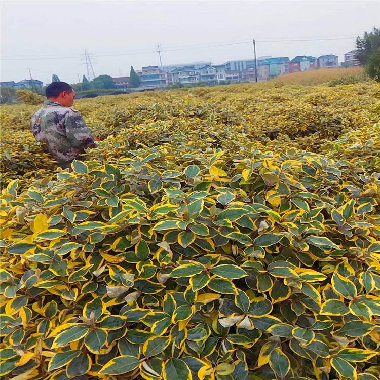 金边胡颓子球土球好冠幅好园林绿化工程苗圃