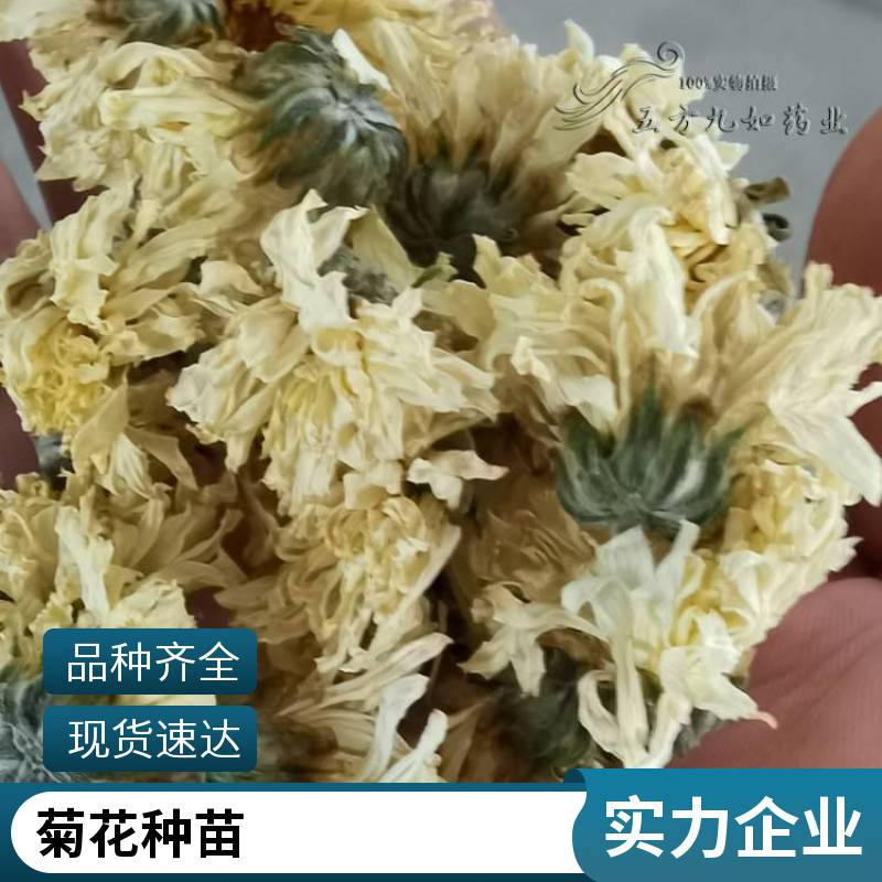 北京菊花种苗 大滨菊 西洋滨菊种子 耐寒耐旱 观赏用苗