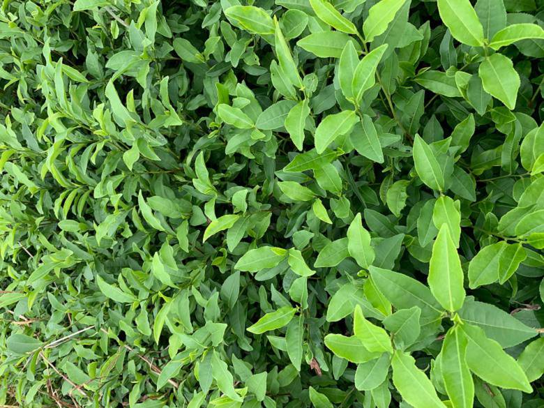 宿迁市茶苗价格市场报价-安吉白茶苗、茶苗价格