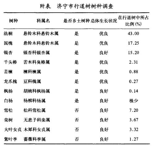 高杆女贞_大叶女贞绿化苗木_邳州大叶女贞价格行情
