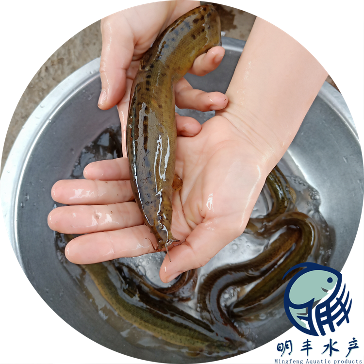 泥鰍苗魚鰍臺(tái)灣鰍批發(fā)行情浙江泥鰍水花批發(fā)價(jià)格