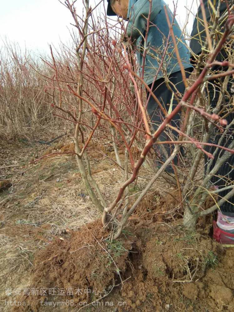 大型蓝莓苗基地批发蓝莓苗繁殖方法