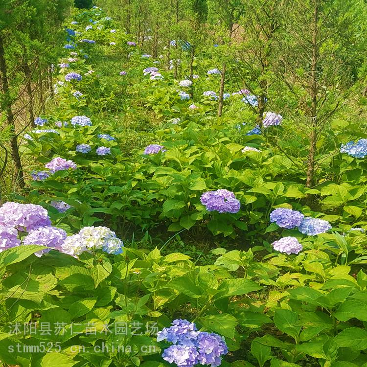 一至2年生的八仙花苗木行情 高20、30公分八仙花多少钱一棵