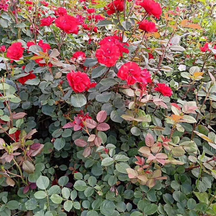 批发曼海姆月季 黄帽子月季花 丰花月季苗 曼海姆月季花小苗