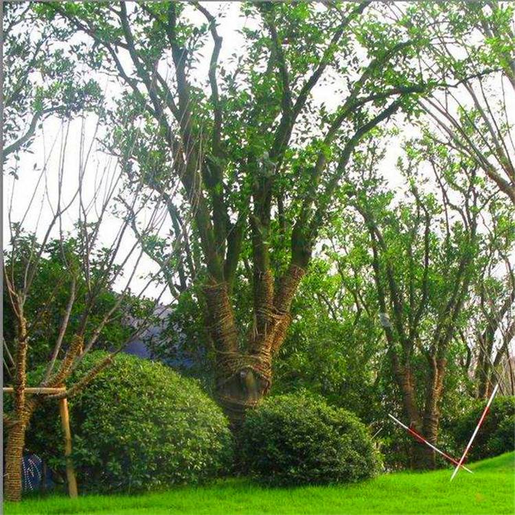 基地直销柚子树丛生香柚庭院景观工程常绿乔木大量供应