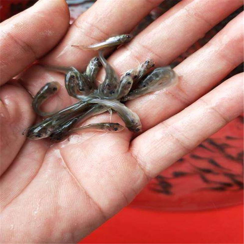 美國斑點叉尾鮰魚苗廠家批發江團魚苗斑點叉尾鉗魚苗批發