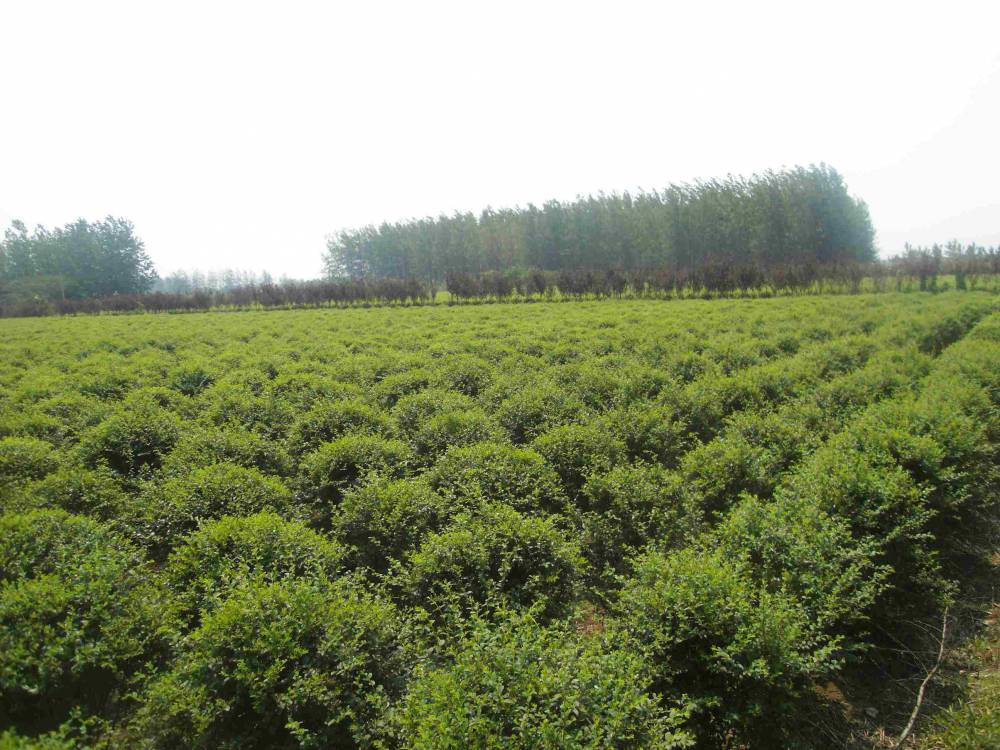 【水蠟球價格_水蠟球圖片_水蠟球產地_水蠟球綠化苗木苗圃基地】圖片