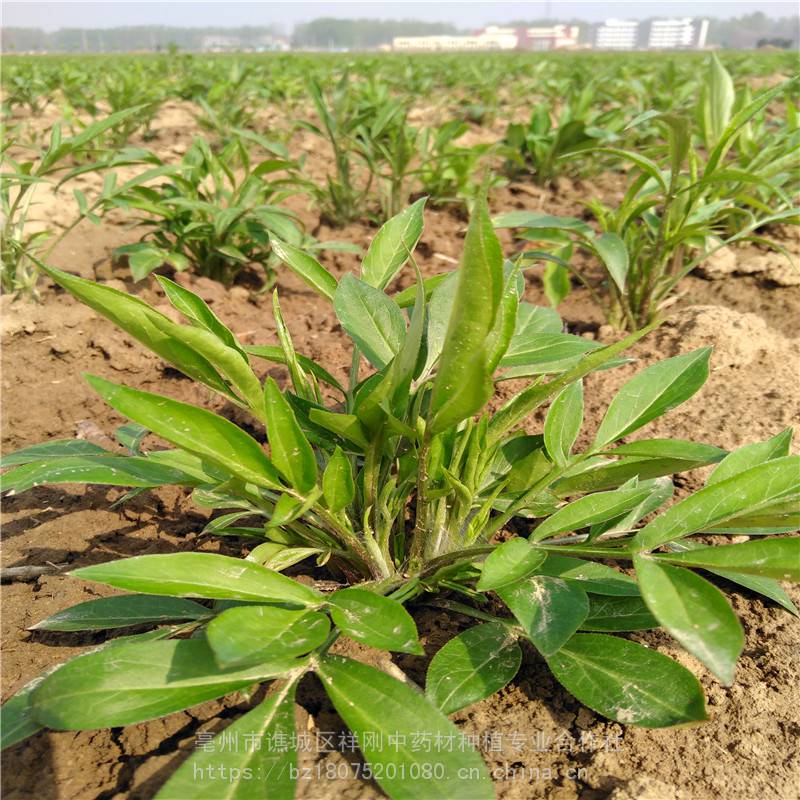 白术种植技术及亩收益(未来10大暴利药材种植)