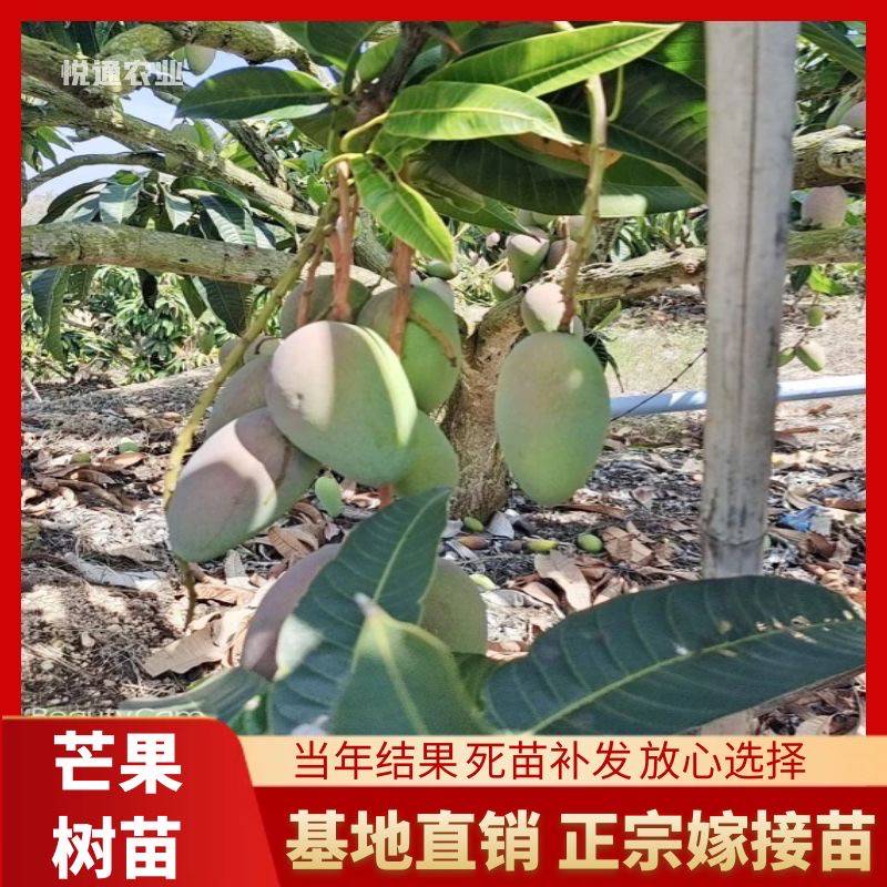 芒果苗树嫁接特大金煌芒台农四季红贵妃芒果树苖当年结果地栽盆栽