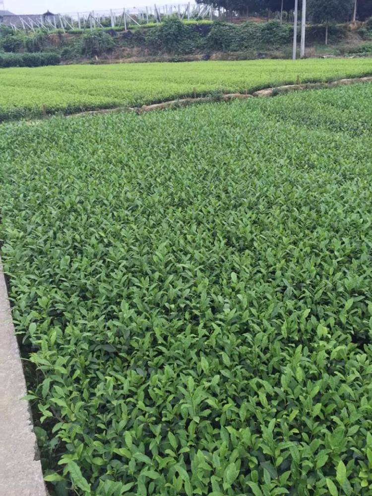 娄底市川茶茶苗厂家直销-白毫早茶苗、川茶茶苗
