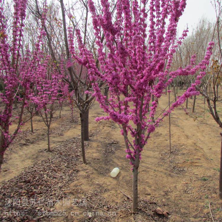 紫荆小苗图片、规格、种植、产地、用途，紫荆小苗多少钱一棵