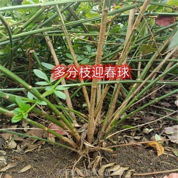 冠高50至100公分迎春花球 多头迎春 绿叶黄花 ***观赏性