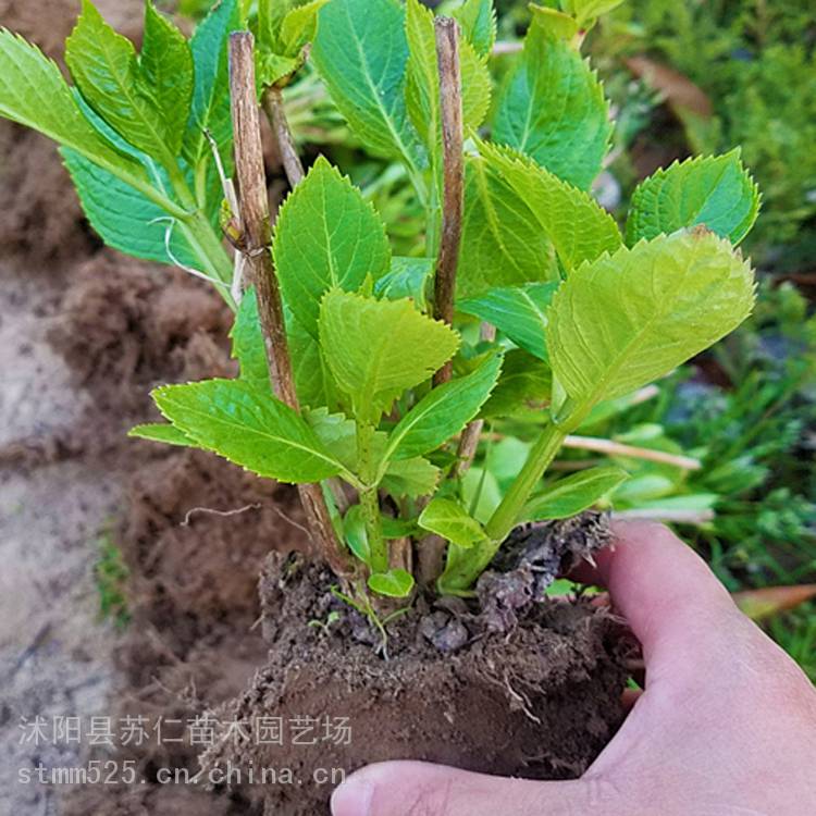 园林种植八仙花价格表及图片 绣球花 八仙花苗木