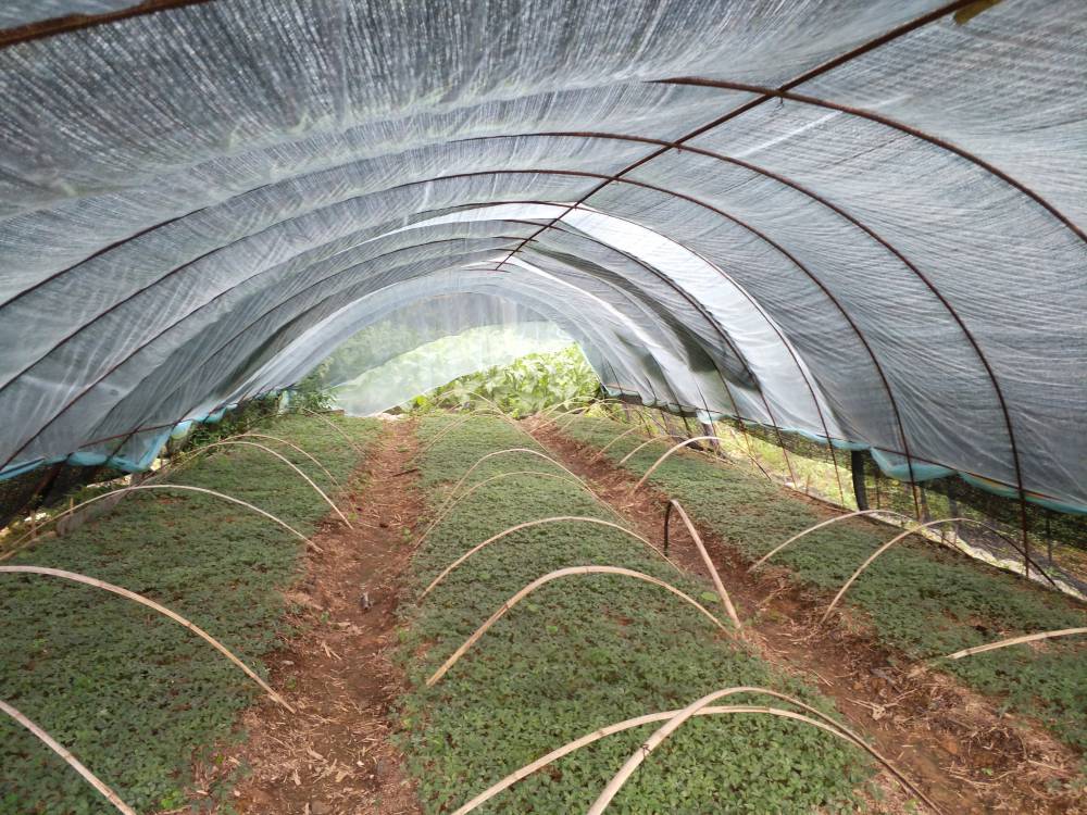 江西上饶玉山竹节参种植基地重楼白芨种苗基地药材种植项目