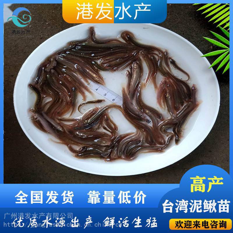 【4-5cm臺灣泥鰍苗養3個月就上市 泥鰍魚苗可定製各種規格】圖片