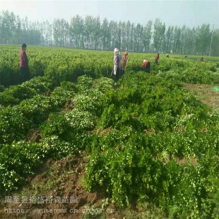 卫矛小苗球形饱满北海道黄杨苗子北方周边适合种植