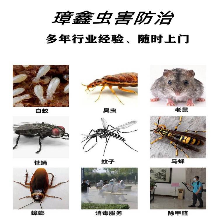 上门除虫灭虫上门除蟑螂灭四害灭老鼠跳蚤臭虫蚊虫防治工程服务