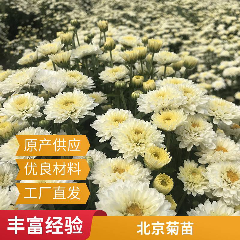 菊花盆苗基地 菊花除草剂 观赏花草地被菊 地被菊苗 绿雕设计