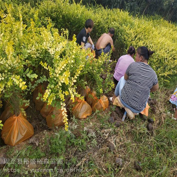 耐寒苗木营养杯蔷薇藤本月季苗圃价格小苗子40种类大叶黄杨球