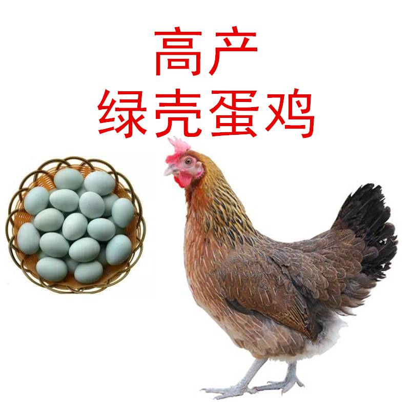 白羽绿壳蛋鸡品种图片