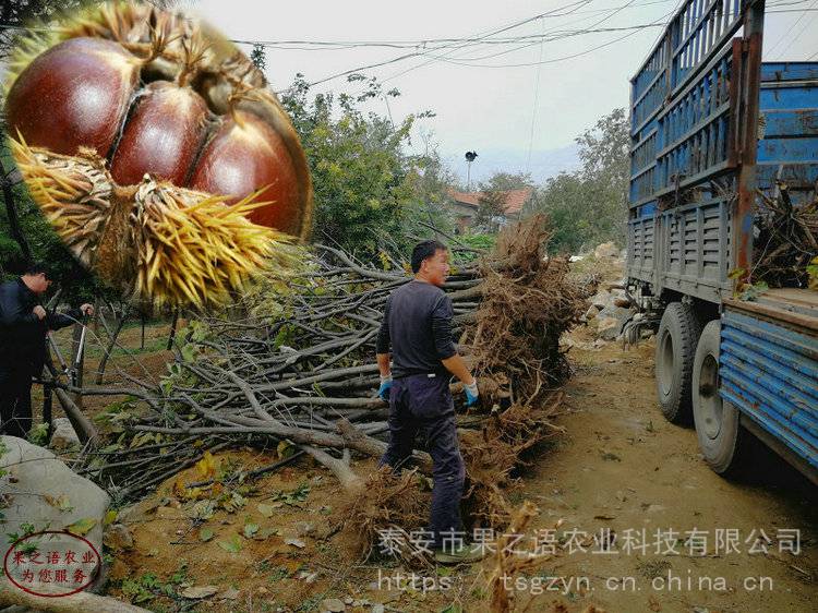 怀黄板栗树苗价格、怀黄板栗树苗种植技术