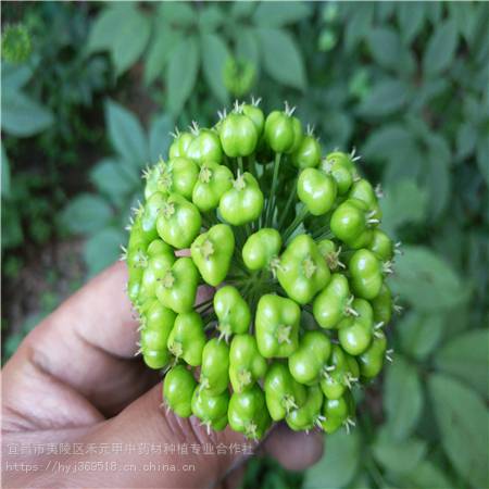 湖南郴州野三七種植基地竹節參農業致富品種竹節參苗基地直銷