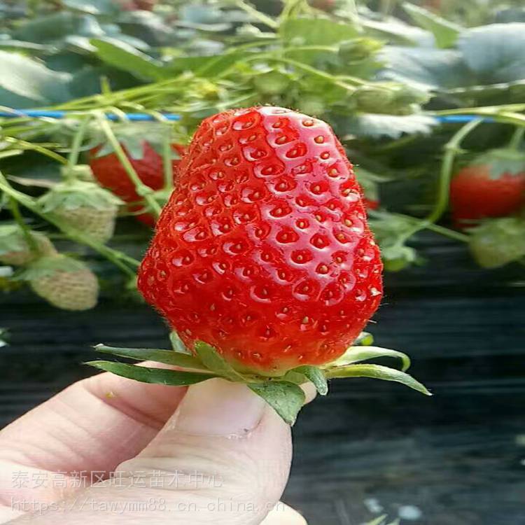 漳州市生产草莓苗美香砂草莓苗草产量高
