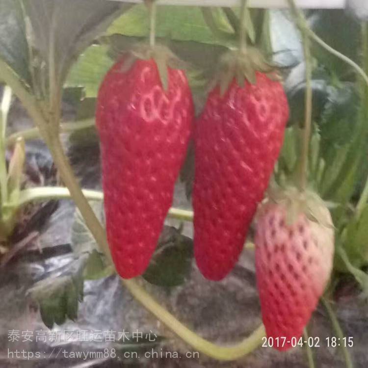 铜仁市都喜欢草莓苗草莓苗厂家介绍