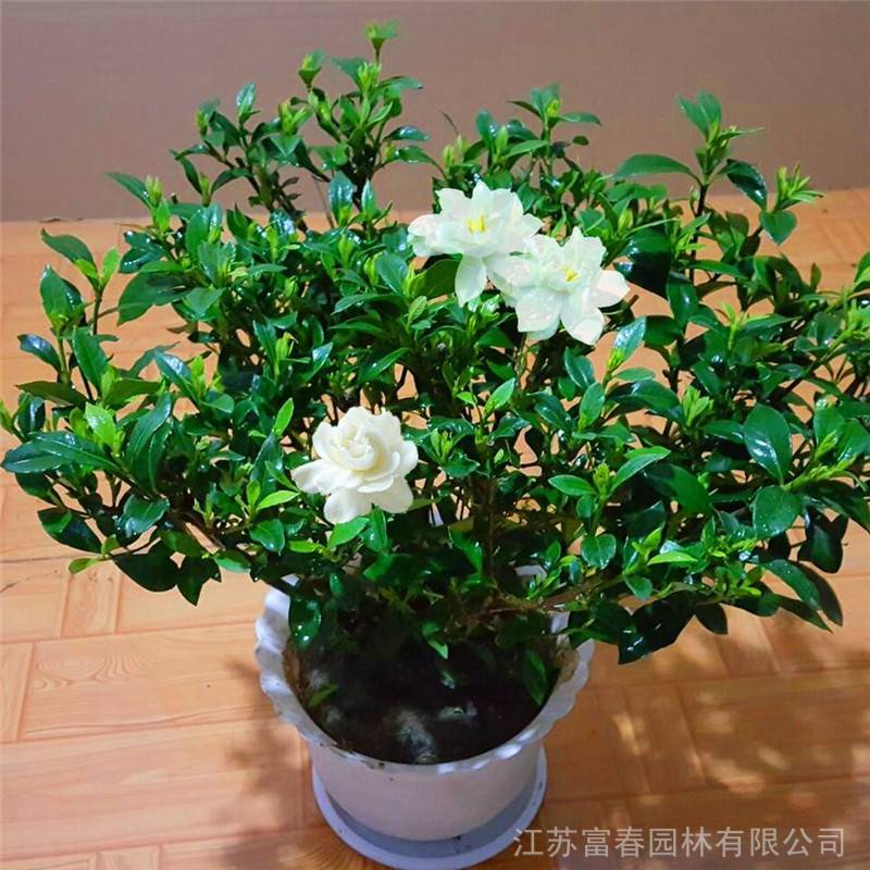 小叶栀子花品优价廉基地种植别名雀舌栀子小花栀子雀舌花