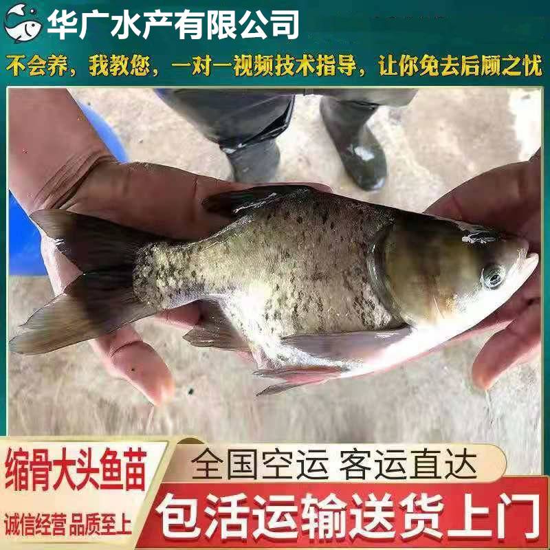 华广水产缩骨花鲢鱼苗缩骨大头鱼苗缩骨鱼苗缩骨鳙鱼苗