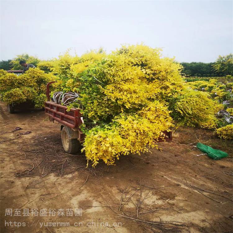 关中树苗基地迎春花植物围墙1米香花槐