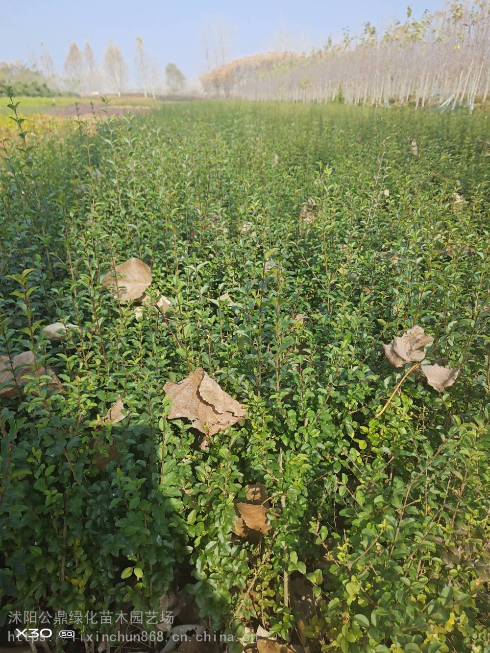 水蜡绿化工程苗裸根30-50高一年分栽苗大量上市