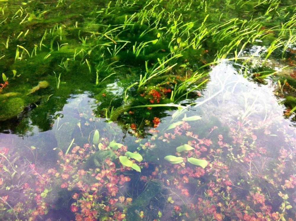 宿迁市水面种植浮岛绿化项目水生植物浮岛