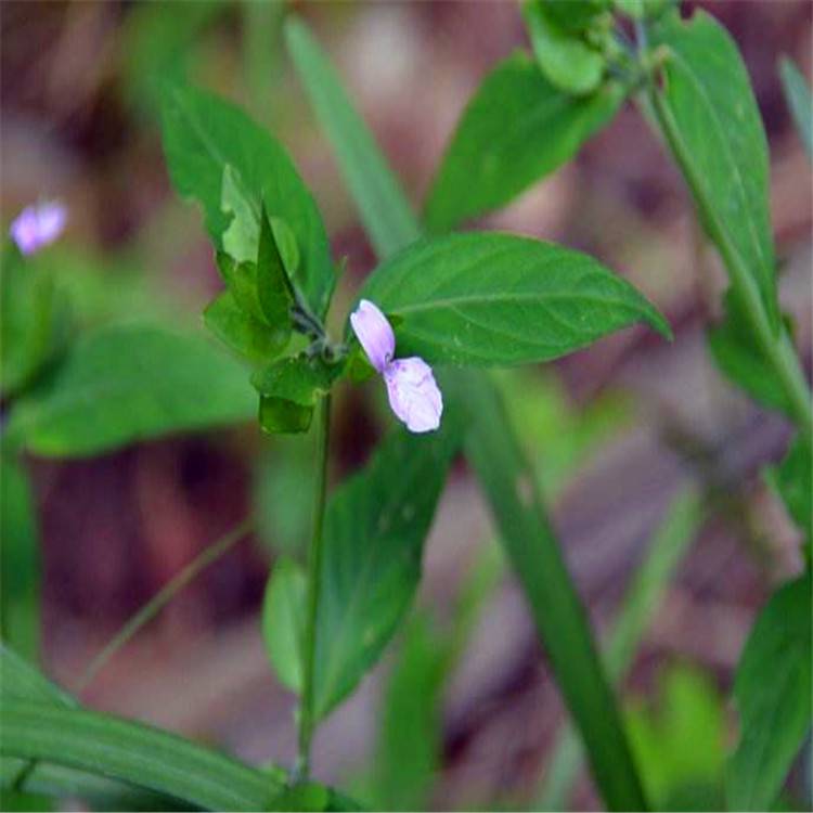 大量出售草本植物九头狮子草九头狮子草价格量大优惠