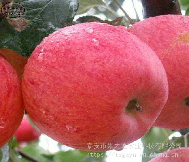 红星苹果树苗价格、红星苹果树苗供应商