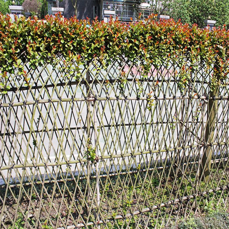 紫薇篱笆墙造型景观 大型植物 绿化工程 庭院公园绿植