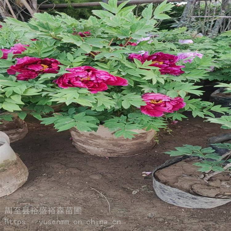 兰州牡丹苗绿化苗圃树苗平凉月季花色美丽枝条粗壮